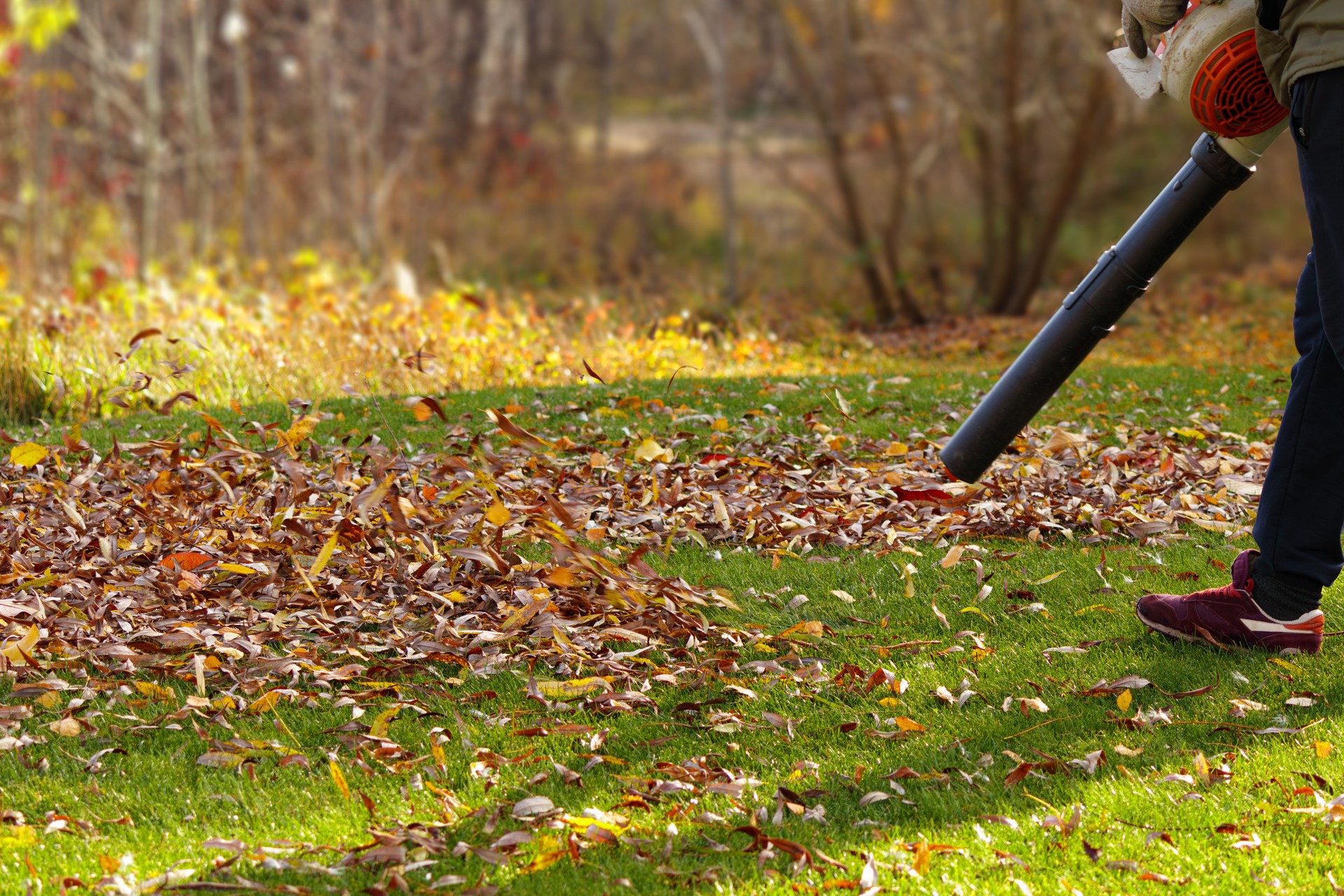 Man cleaning fallen autumn leaves from green lawn with a leaf blower. Seasonal garden work in sunny weather, concept of yard maintenance and outdoor activity.